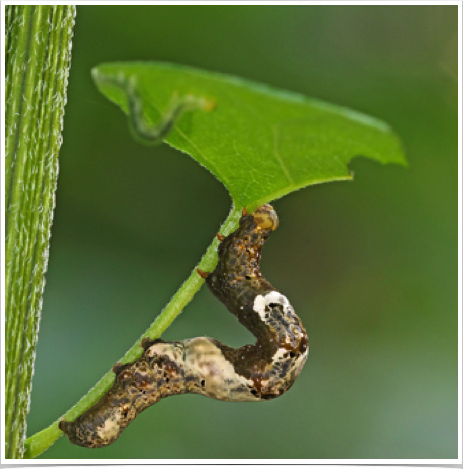 Plusiodonta compressipalpis
Moonseed Moth
Marengo County, Alabama